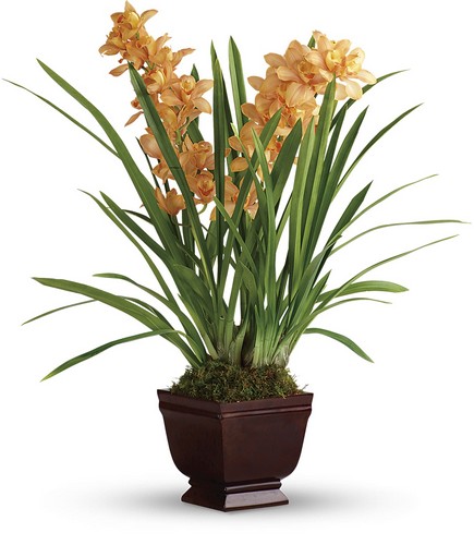 Regally Yours Orchid